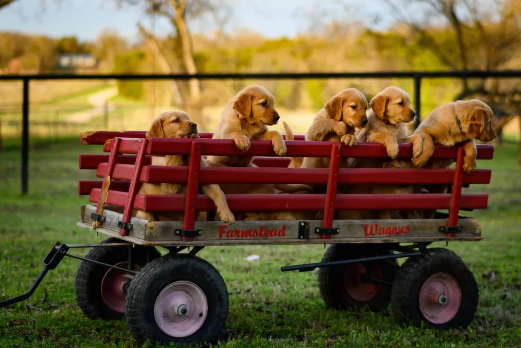 dog wagon cart
