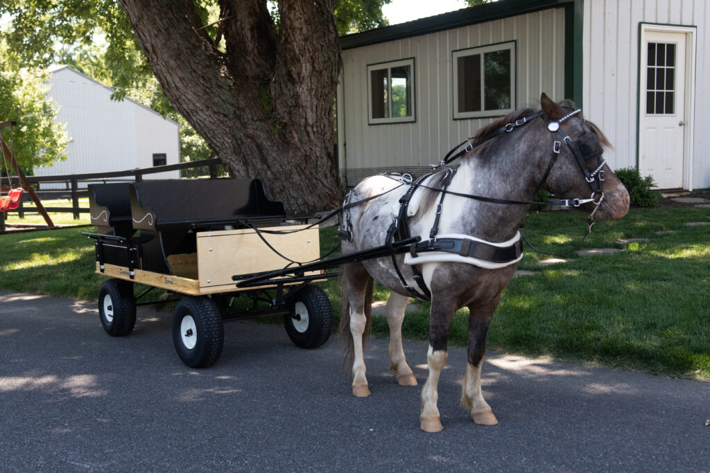pony cart with pony