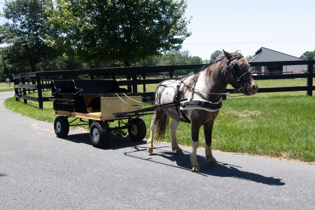 residential pony carts
