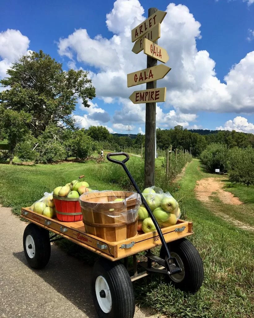 farm wagon with apples 1